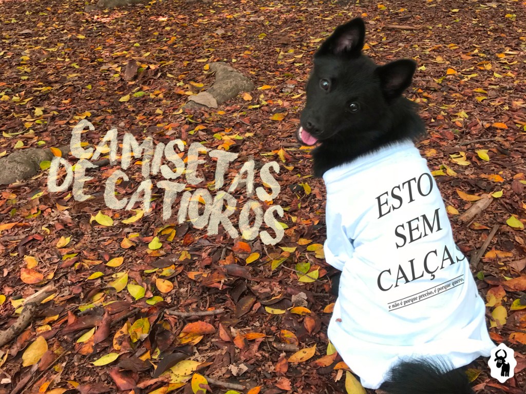 cachorro estiloso